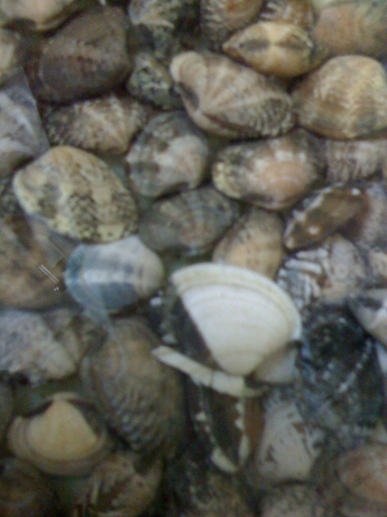 これだけあればアサリバターができるなあ