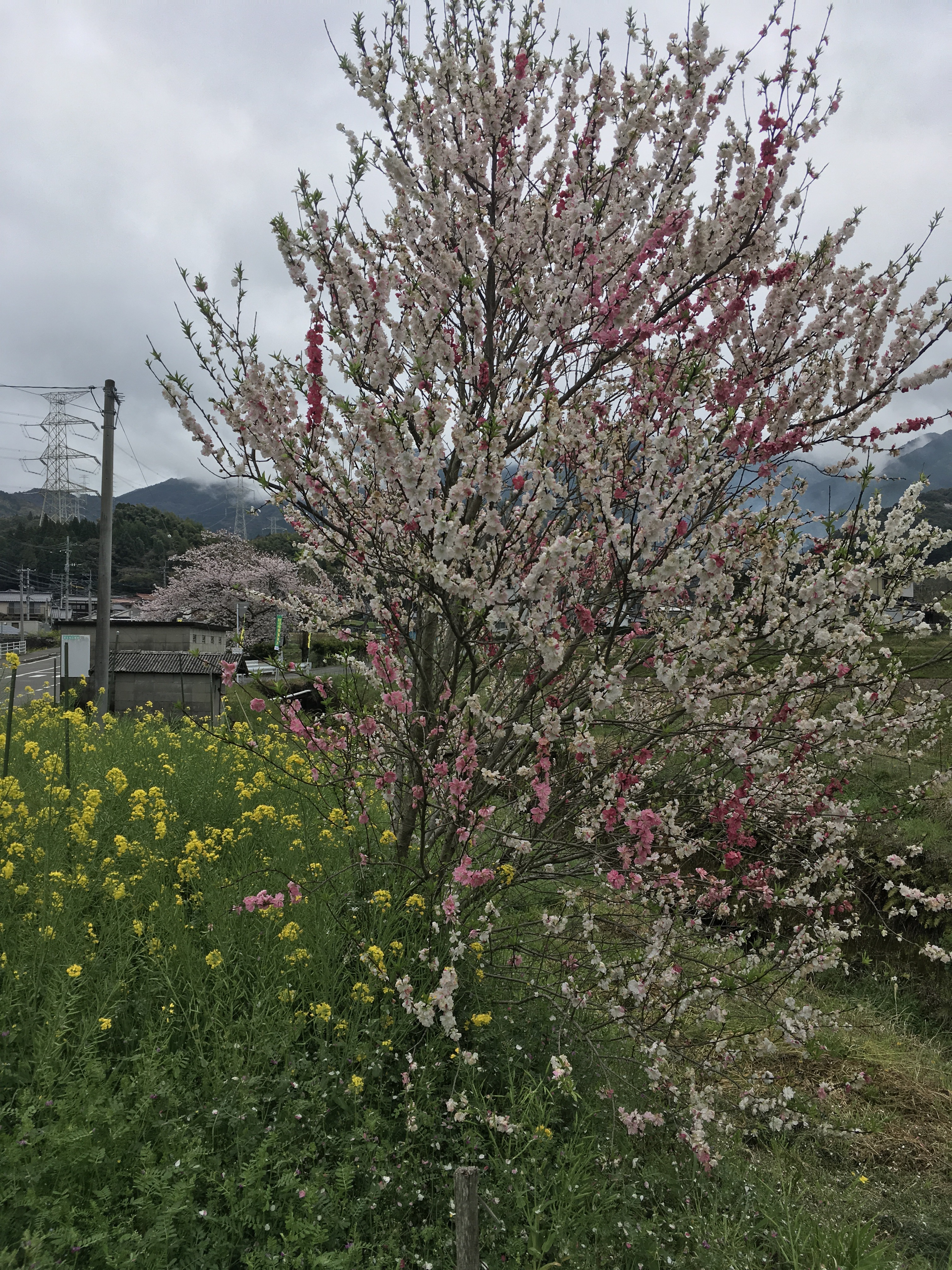あまり見たことのない二色の桜 あまり見たことのない二色の桜