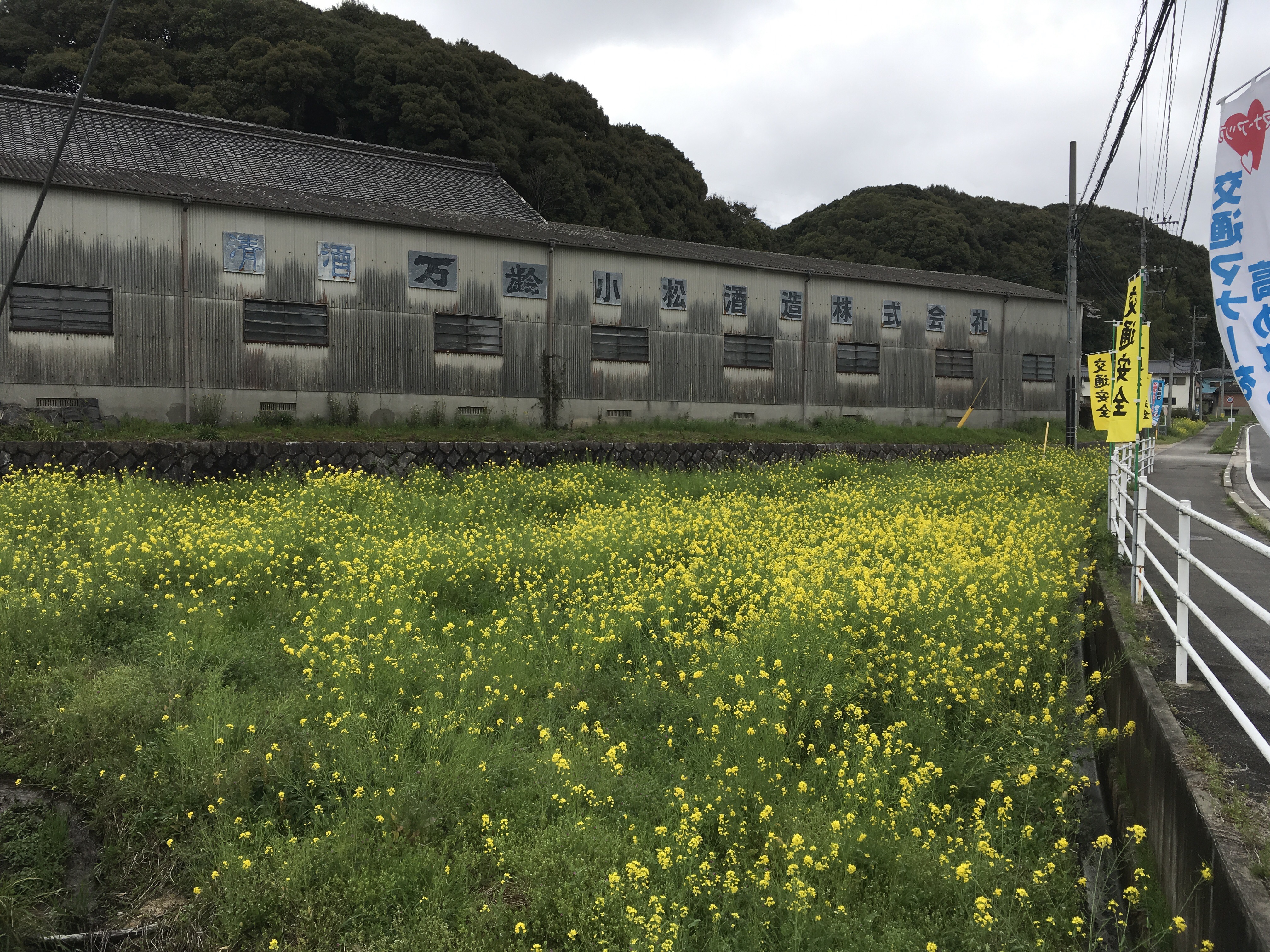 小松酒造の前の菜の花畑 小松酒造の前の菜の花畑